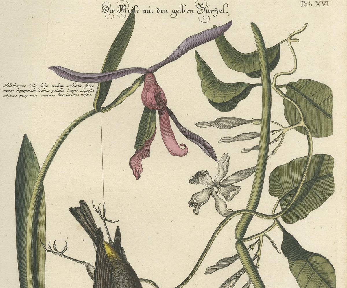 Antique Print of Various Plants and the Yellow-Rumped Warbler by Seligmann
