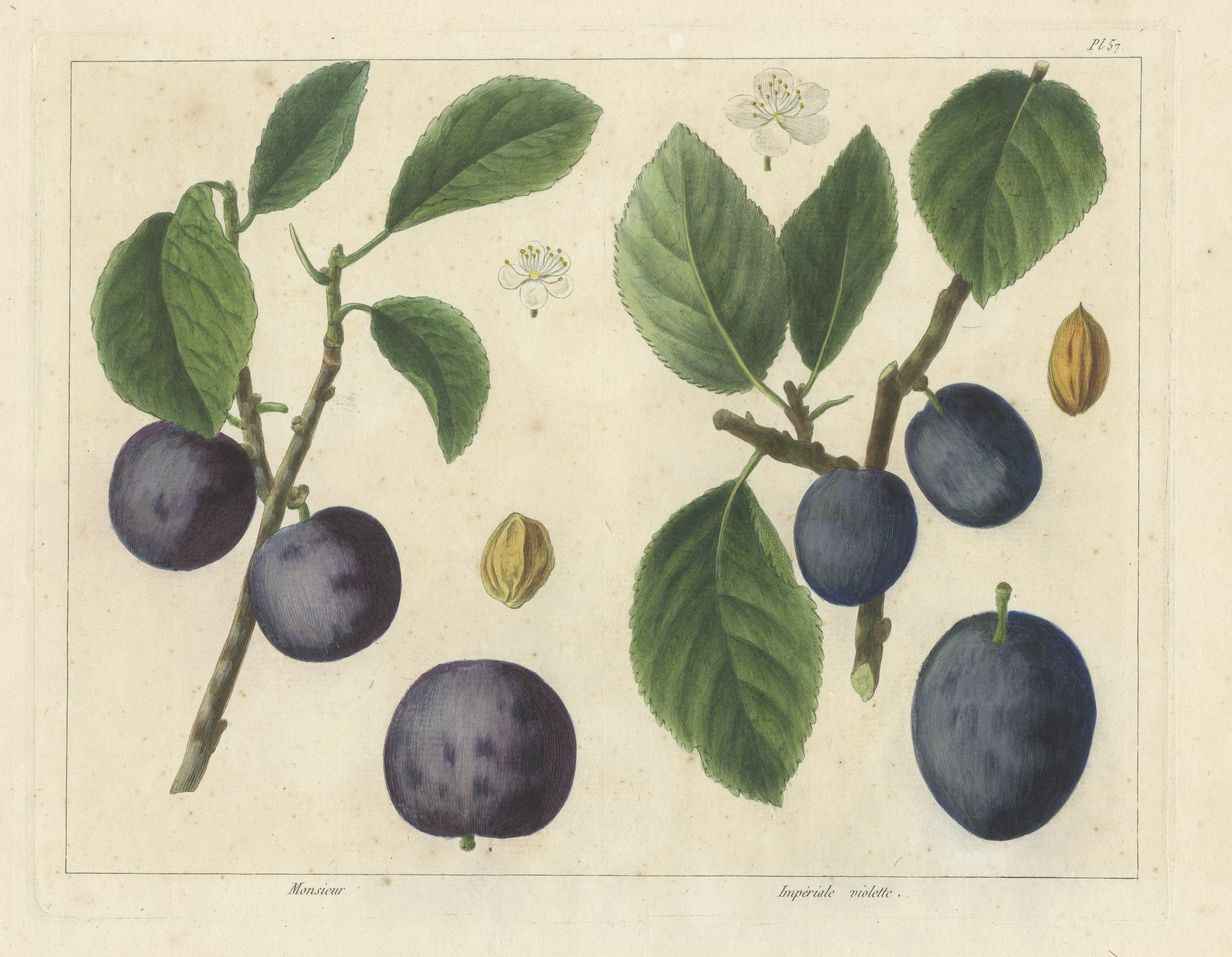 Antique print of plum varieties titled 'Monsieur - Impériale violette'. This print originates from 'Le Jardin fruitier, contenant l'histoire, la description, la culture et les usages des arbres fruitiers, des fraisiers, et des meilleures espèces de