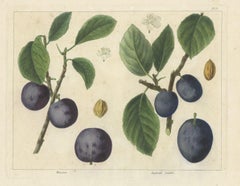 Antique Print of Various Plum Varieties