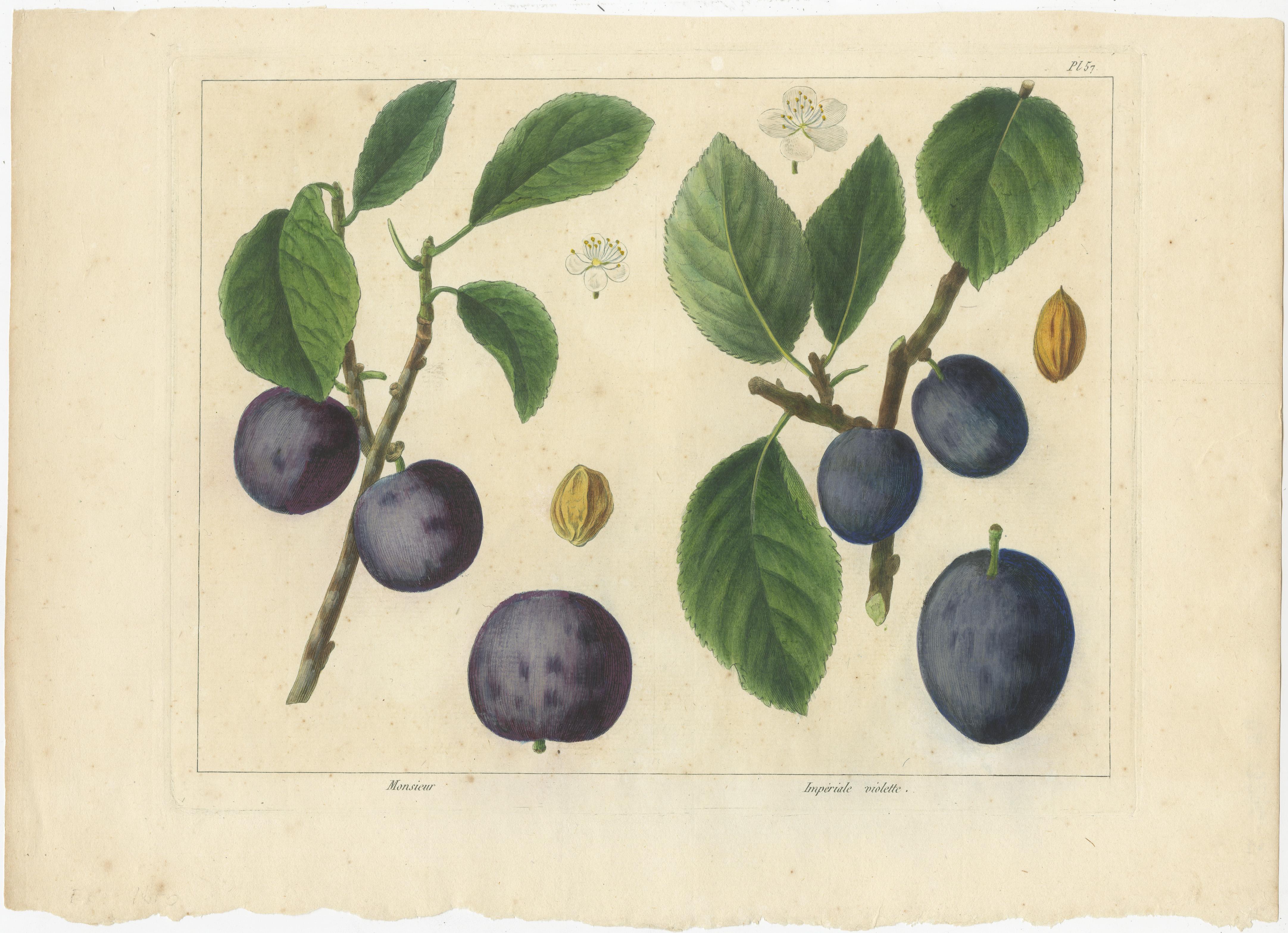 19th Century Antique Print of Various Plum Varieties For Sale