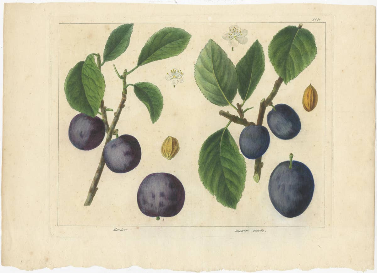 Antique Print of Various Plum Varieties