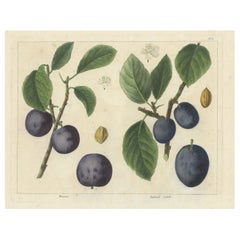 Stampa antica di diverse varietà di prugne