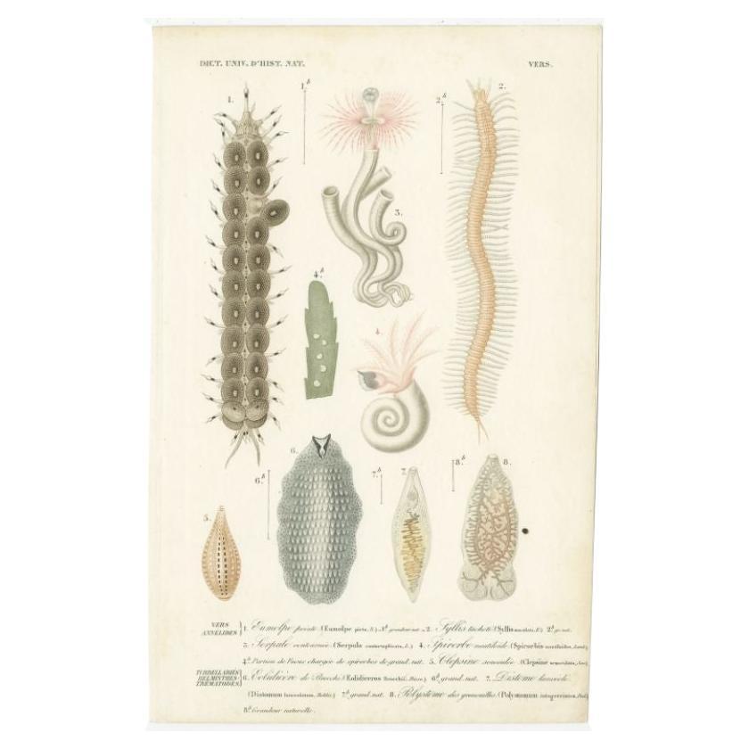 Antique Print of Various Polychaete by Orbigny, 1849 For Sale