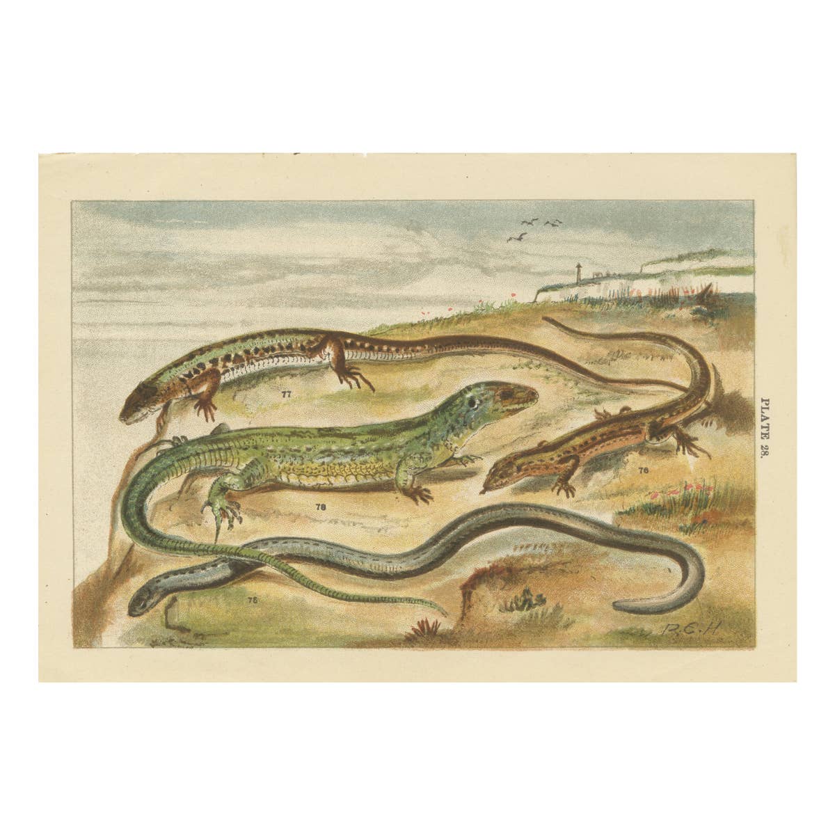 Antique Print of Various Reptiles