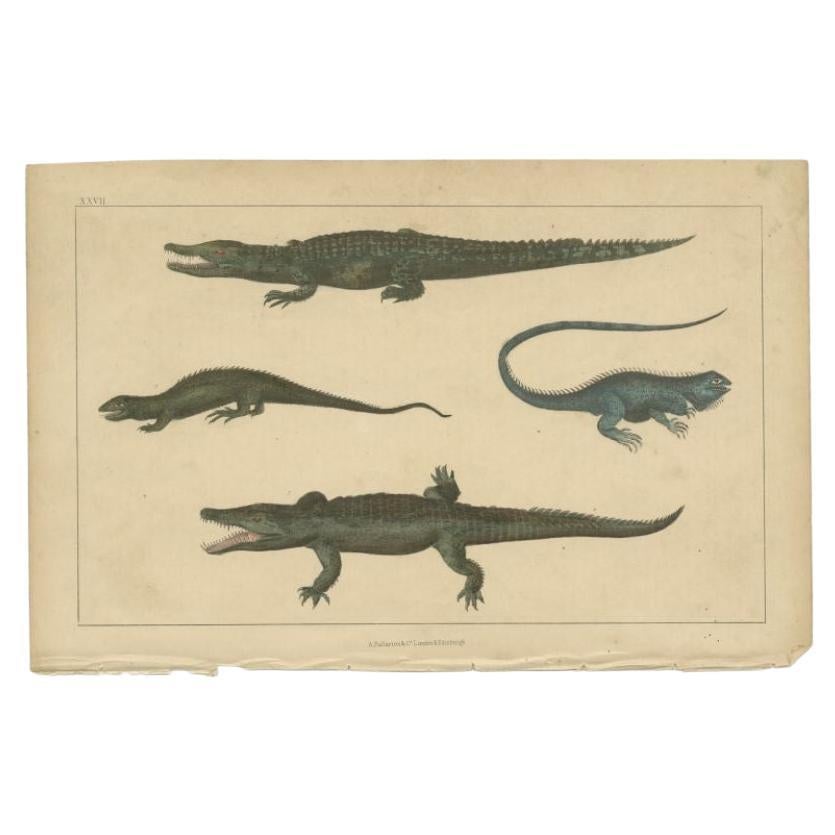 Antique print of various reptiles. It shows the Crocodile Of The Nile, Ornamented Tupinambis, Dragon Lizard And Common Iguana. This print originates from 'A History of the Earth and Animated Nature' by O. Goldsmith. Goldsmith's Animated Nature went