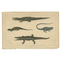 Antique Print of Various Reptiles like a Crocodile, Iguana, Lizzard, c.1852