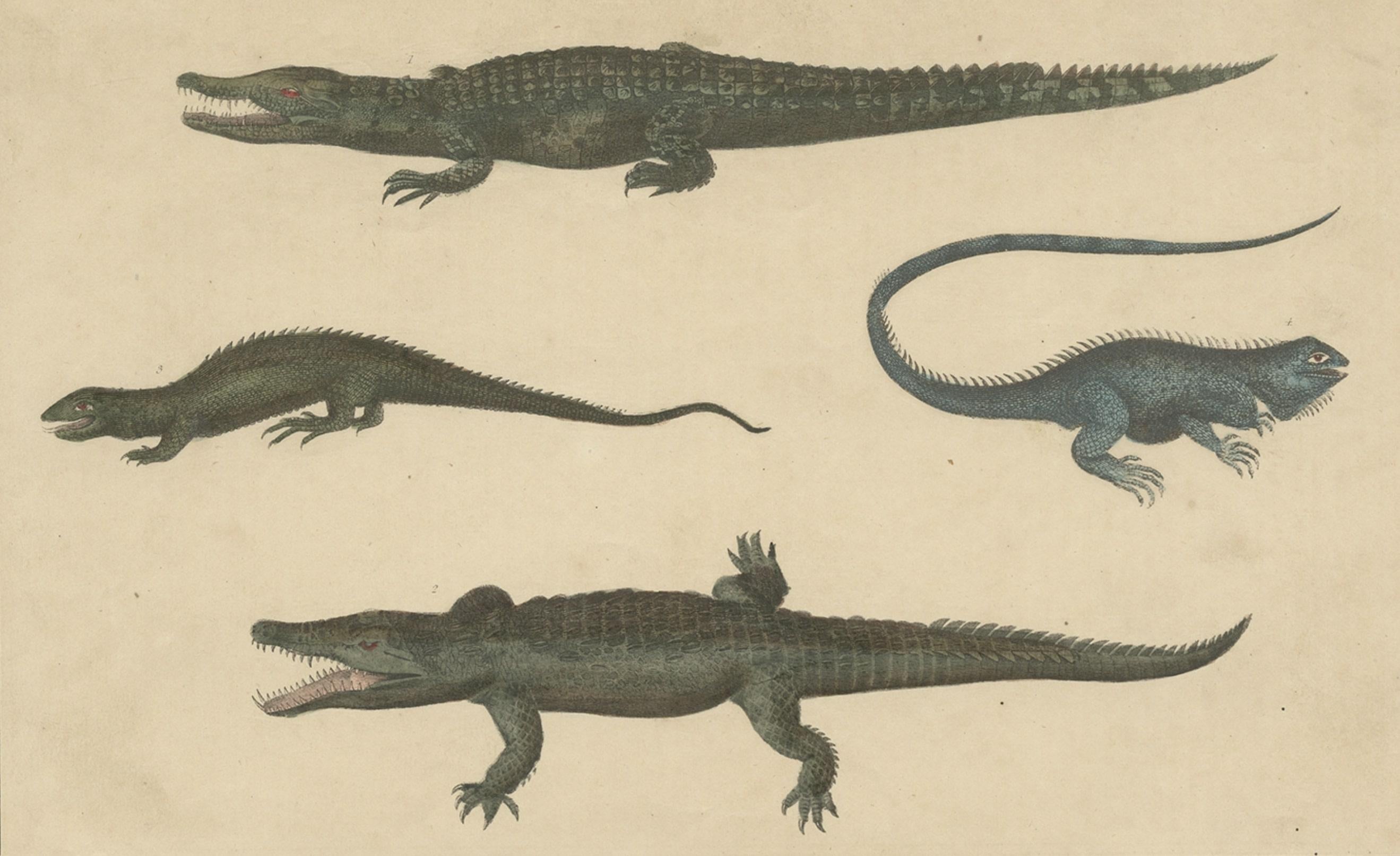 19th Century Antique Print of Various Reptiles like a Crocodile, Iguana, Lizzard, c.1852 For Sale