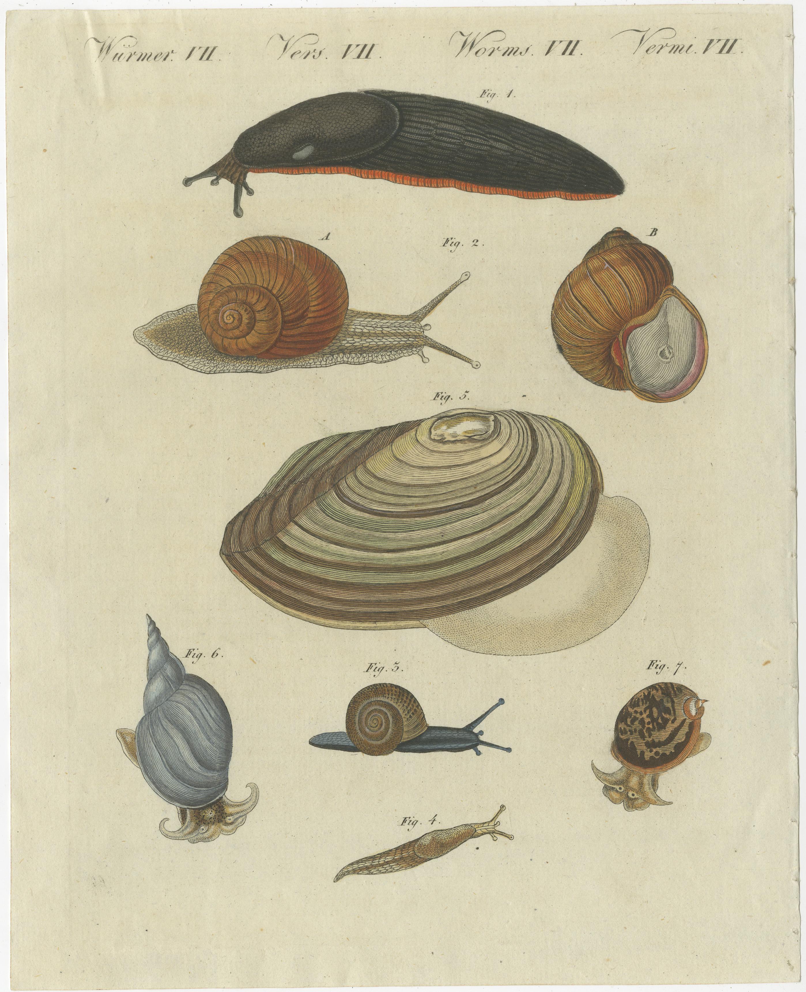 Original antique print of various snails including the Helix pomatia, common names the Roman snail, Burgundy snail, or escargot. This print originates from 'Bilderbuch fur Kinder' by F.J. Bertuch. Friedrich Johann Bertuch (1747-1822) was a German