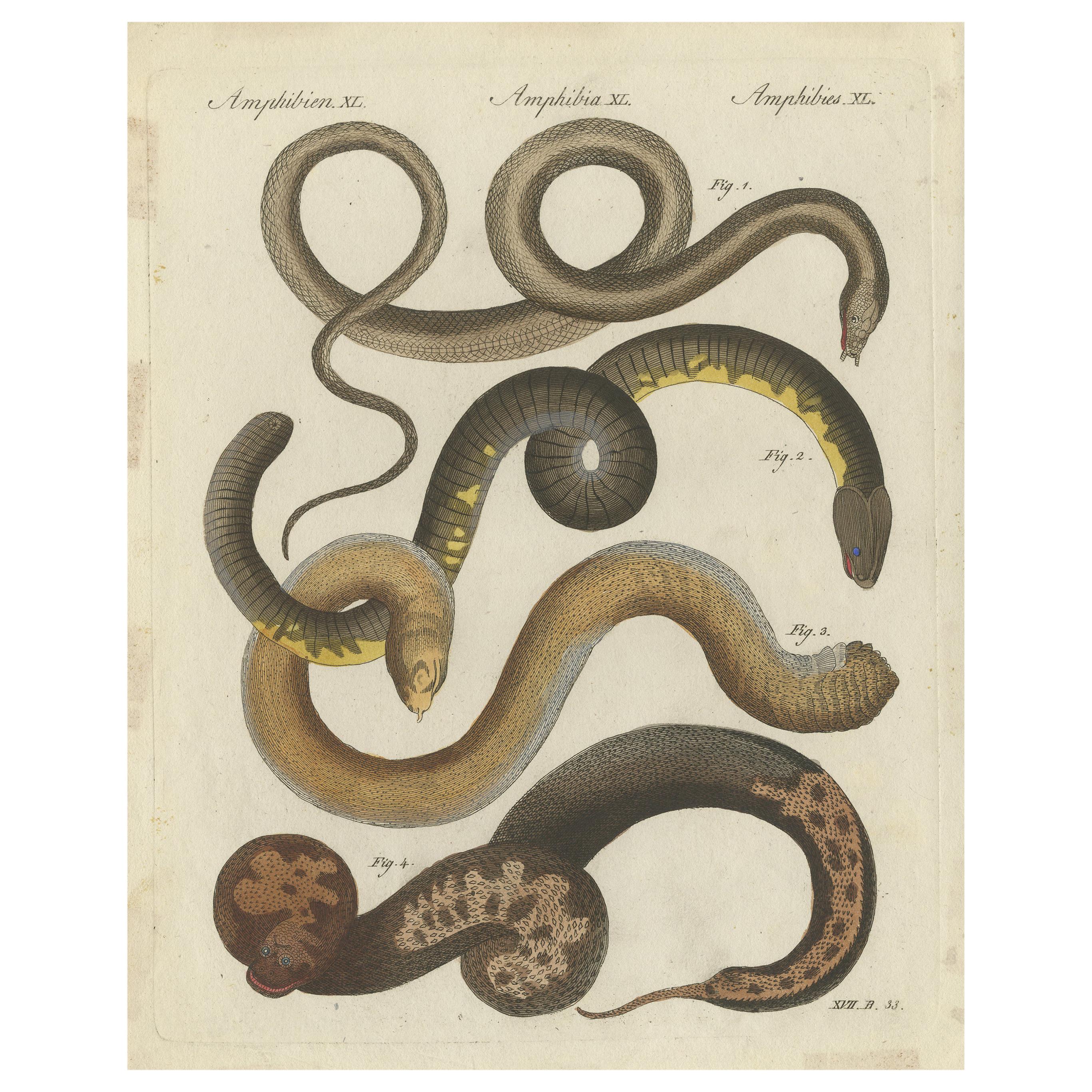 Antique Print of Various Snakes and Caecilian Species, 'c.1800' For Sale