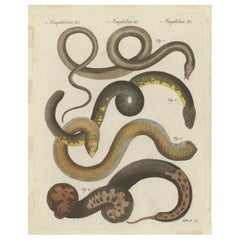 Antique Print of Various Snakes and Caecilian Species, 'c.1800'