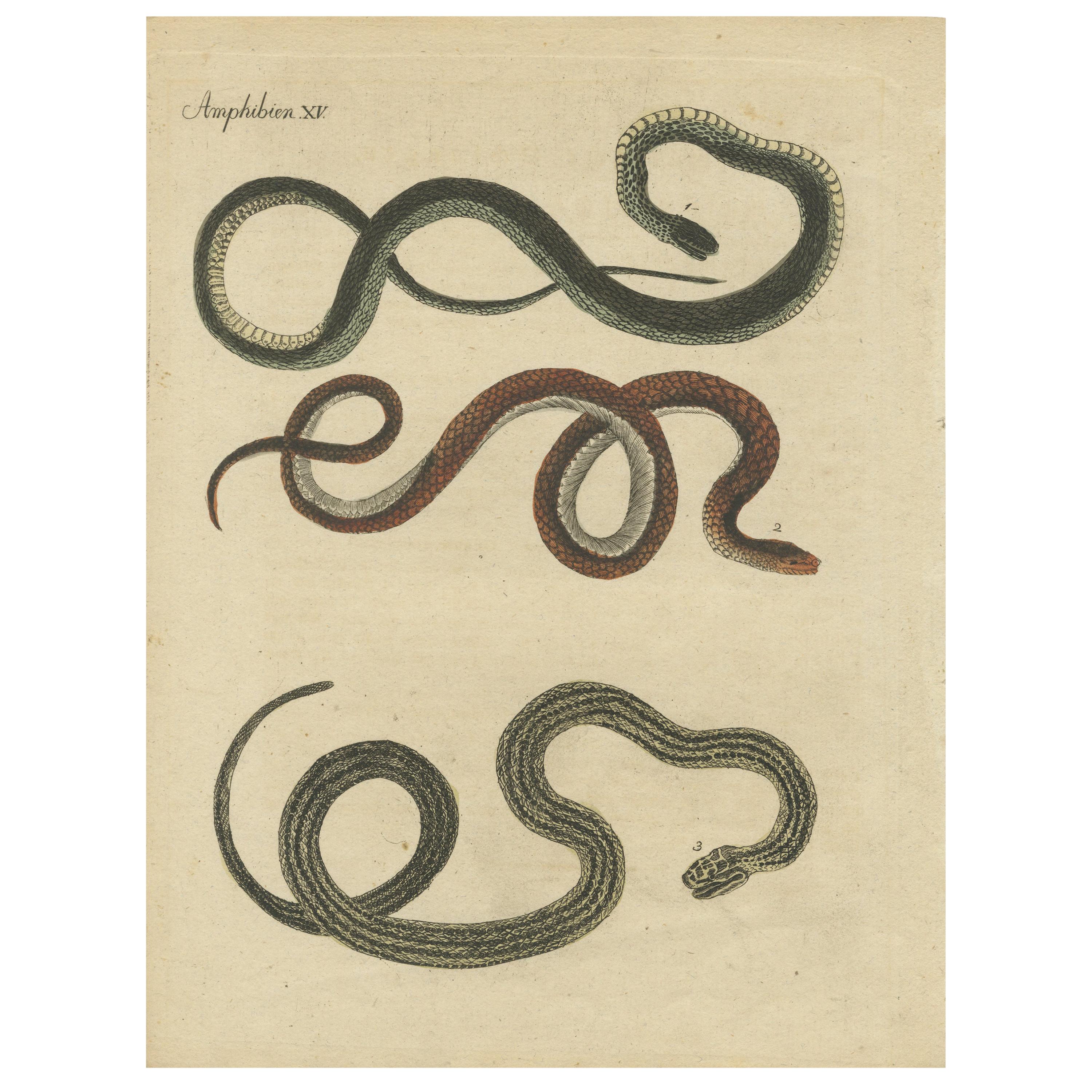 Antique Print of Various Snakes, 'c.1800'