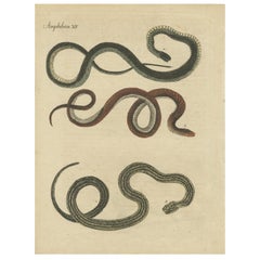Antiker Druck verschiedener Schlangen, um 1800, antik