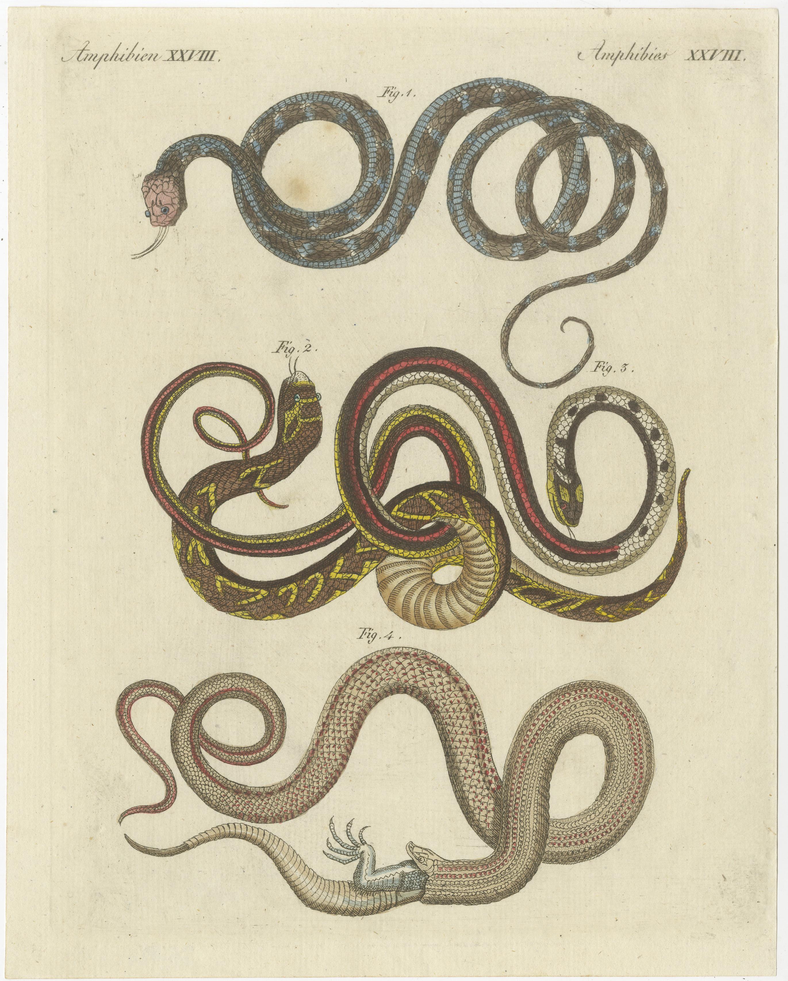 Antique print of various snakes including the buff striped keelback snake. This print originates from 'Bilderbuch fur Kinder' by F.J. Bertuch. Friedrich Johann Bertuch (1747-1822) was a German publisher and man of arts most famous for his 12-volume