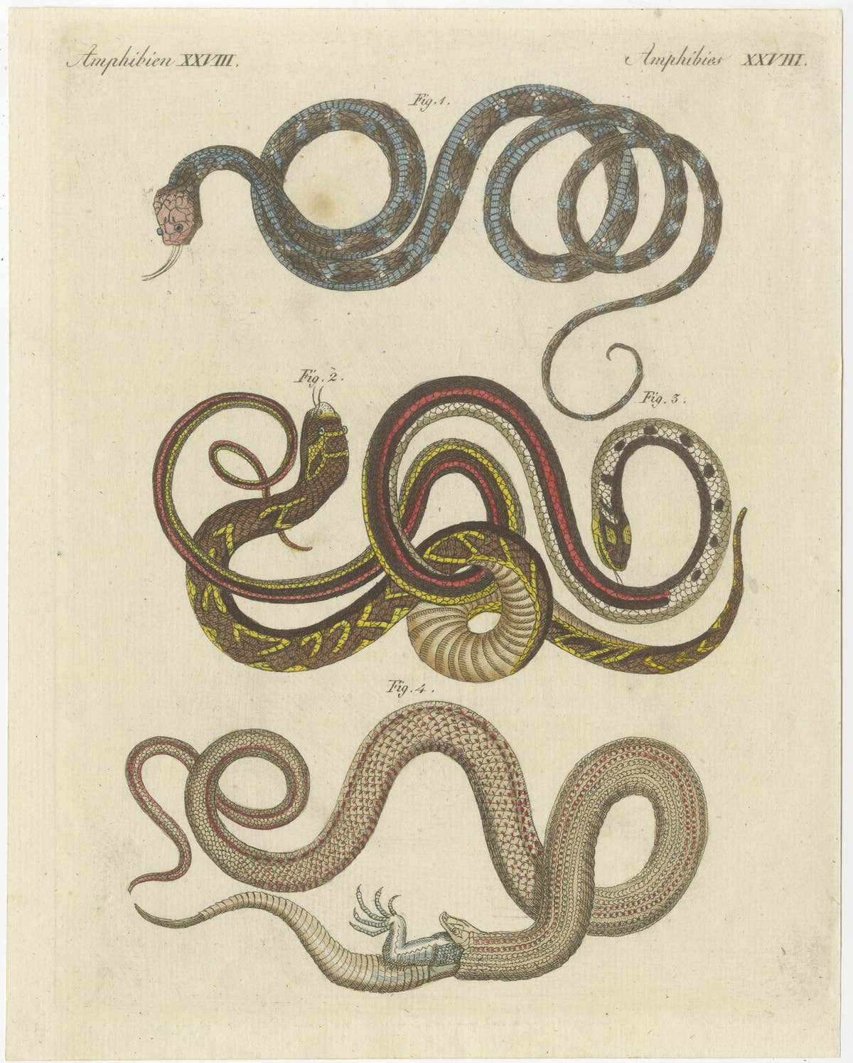 Antique Print of various Snakes including the Buff Striped Keelback Snake, 1800