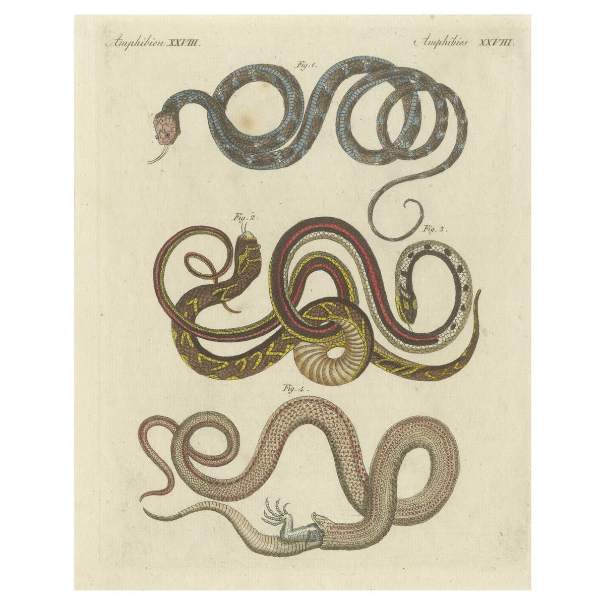 Antique Print of various Snakes including the Buff Striped Keelback Snake, 1800