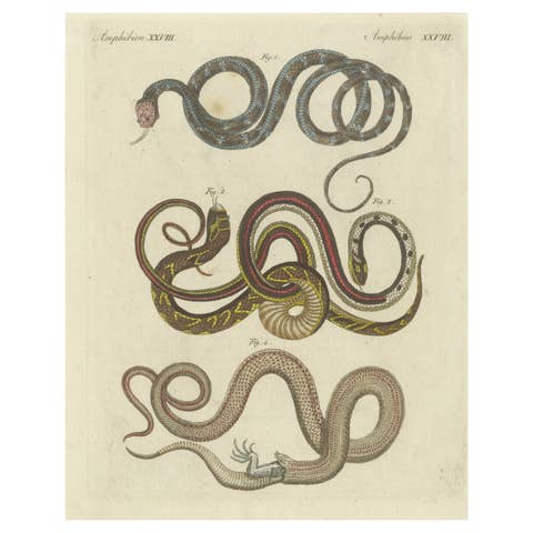 Antique Print of various Snakes including the Buff Striped Keelback Snake, 1800