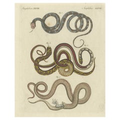 Stampa antica di vari serpenti, tra cui il serpente Keelback a strisce verdi