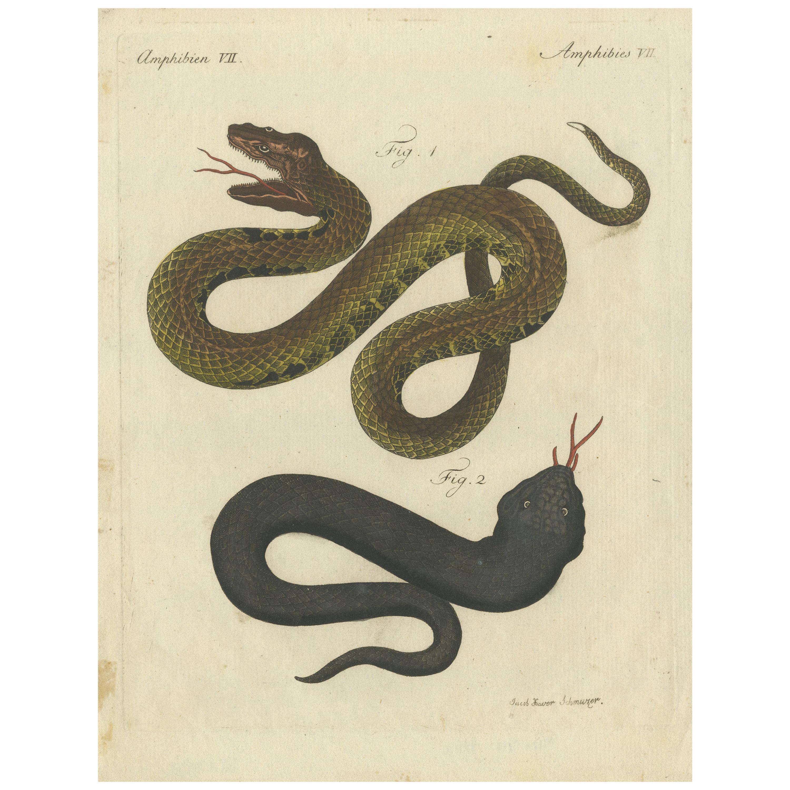 Antique Print of Various Viper Snakes 'c.1800' For Sale
