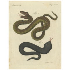 Antique Print of Various Viper Snakes 'c.1800'
