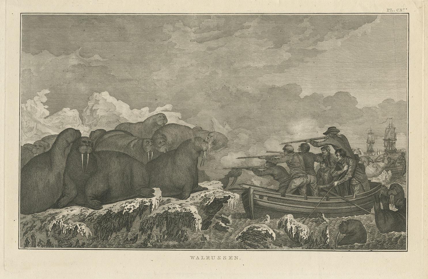 Antique print titled 'Walrussen'. This print depicts walruses, with sailors pointing their gun at them. Originates from 'Reizen rondom de Waereld' by J. Cook. Translated by J.D. Pasteur. Published by Honkoop, Allart en Van Cleef.