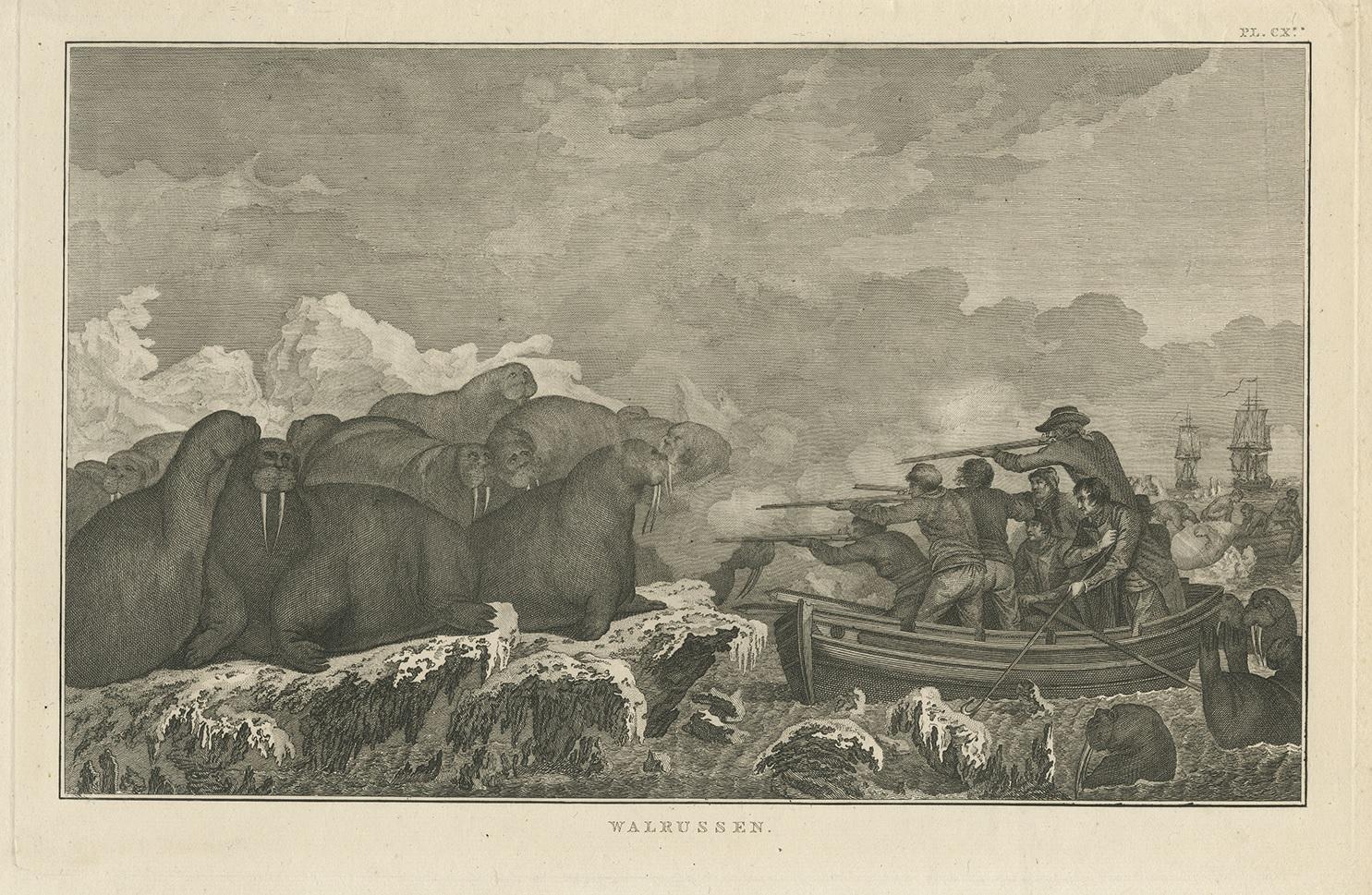 Antiker Druck mit dem Titel 'Walrussen'. Dieser Druck zeigt Walrosse, auf die Seeleute mit ihren Gewehren zielen. Stammt aus 