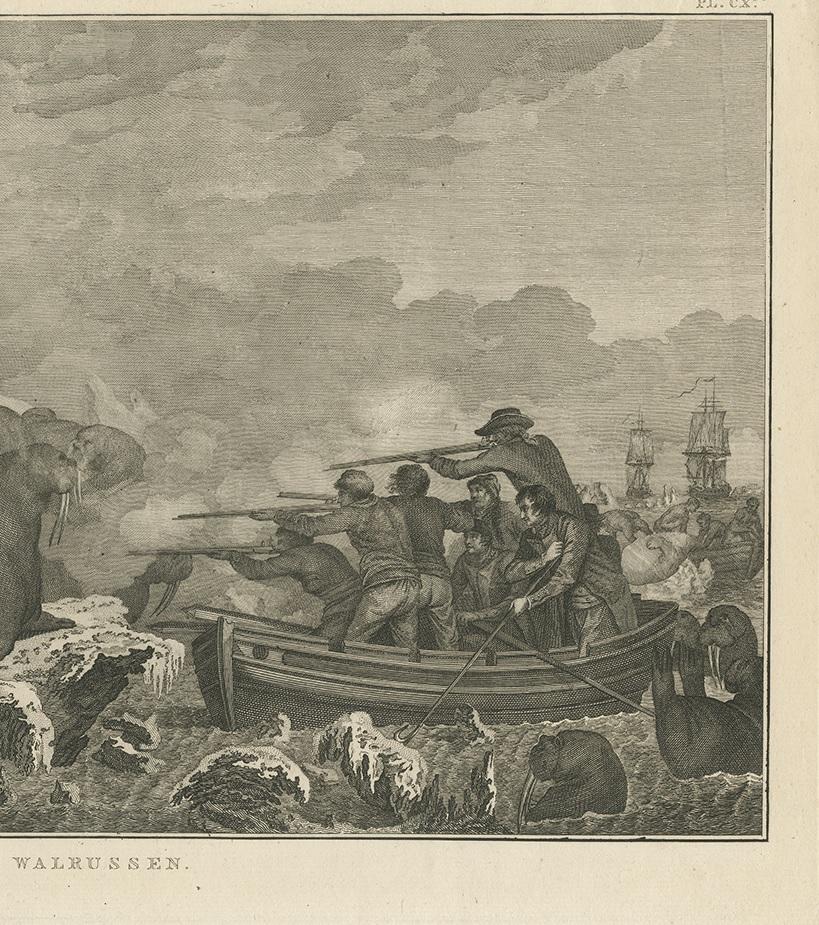 Engraved Antique Print of Shooting Walruses by Cook, 1803 For Sale