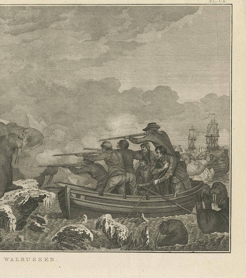Antique Print of Shooting Walruses by Cook, 1803