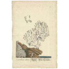 Antique Print of White Coral by Trew, '1757'