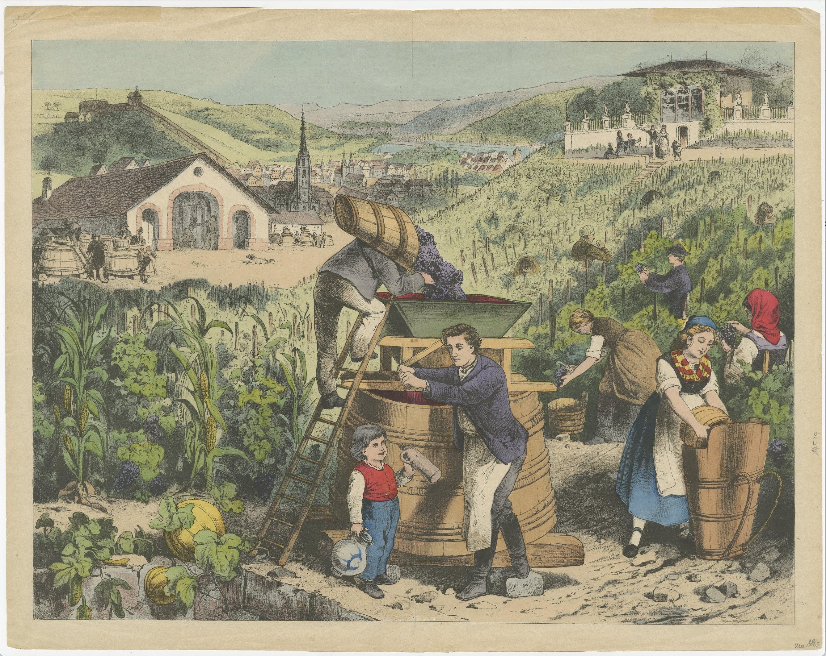 Antique print of the harvesting of wine. Rare. No second copy found online. 

Source and maker: unknown. More research needed. 

Condition: Good. Fresh colours of a clean image. The margins a bit rough with small tears and on in the top two