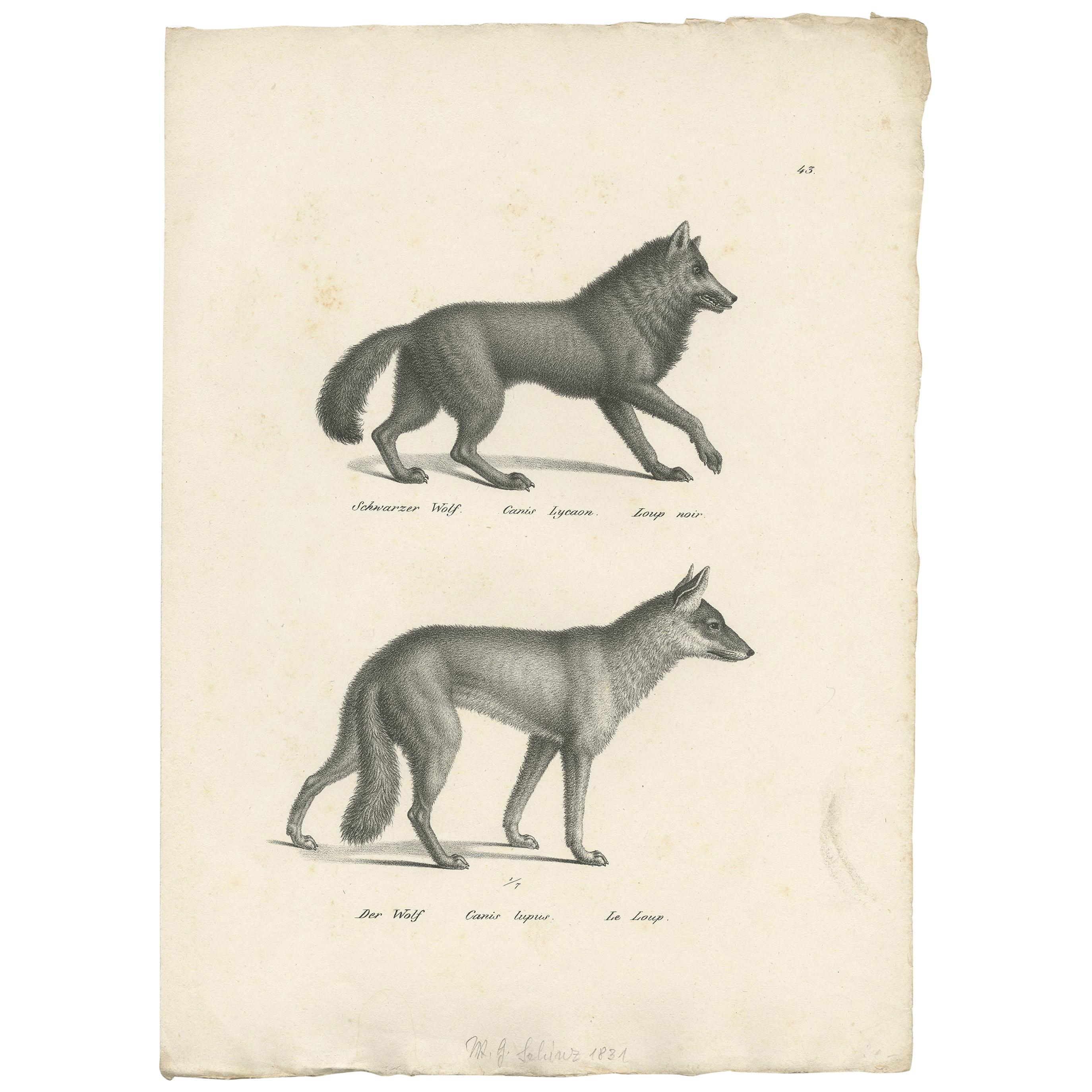 Antique Print of Wolves by Schinz, 'c.1830' For Sale