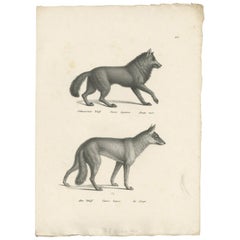 Antique Print of Wolves by Schinz, 'c.1830'