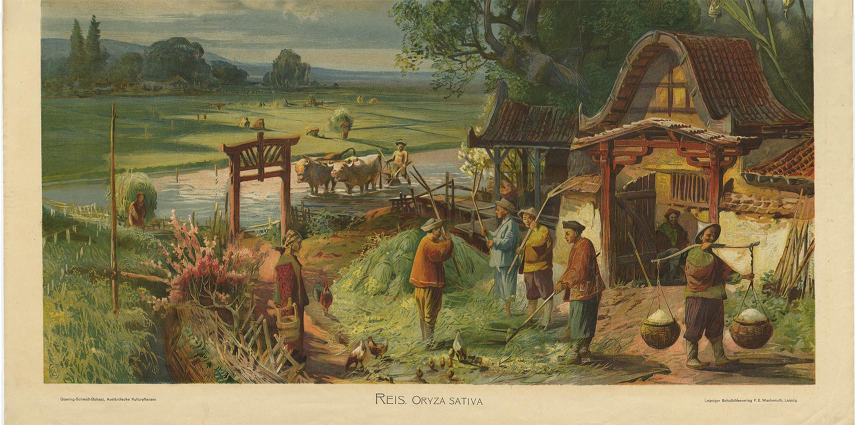 Antique Print 'Schoolplate' of a Rice Field by F.E. Wachsmuth, circa 1900 In Good Condition For Sale In Langweer, NL