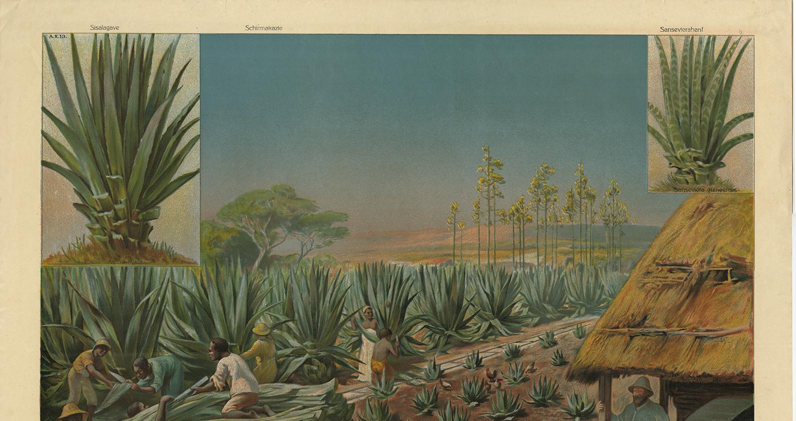 Antique Print, Schoolplate of a Sisal Agave Production Field by F.E. Wachsmuth In Good Condition For Sale In Langweer, NL