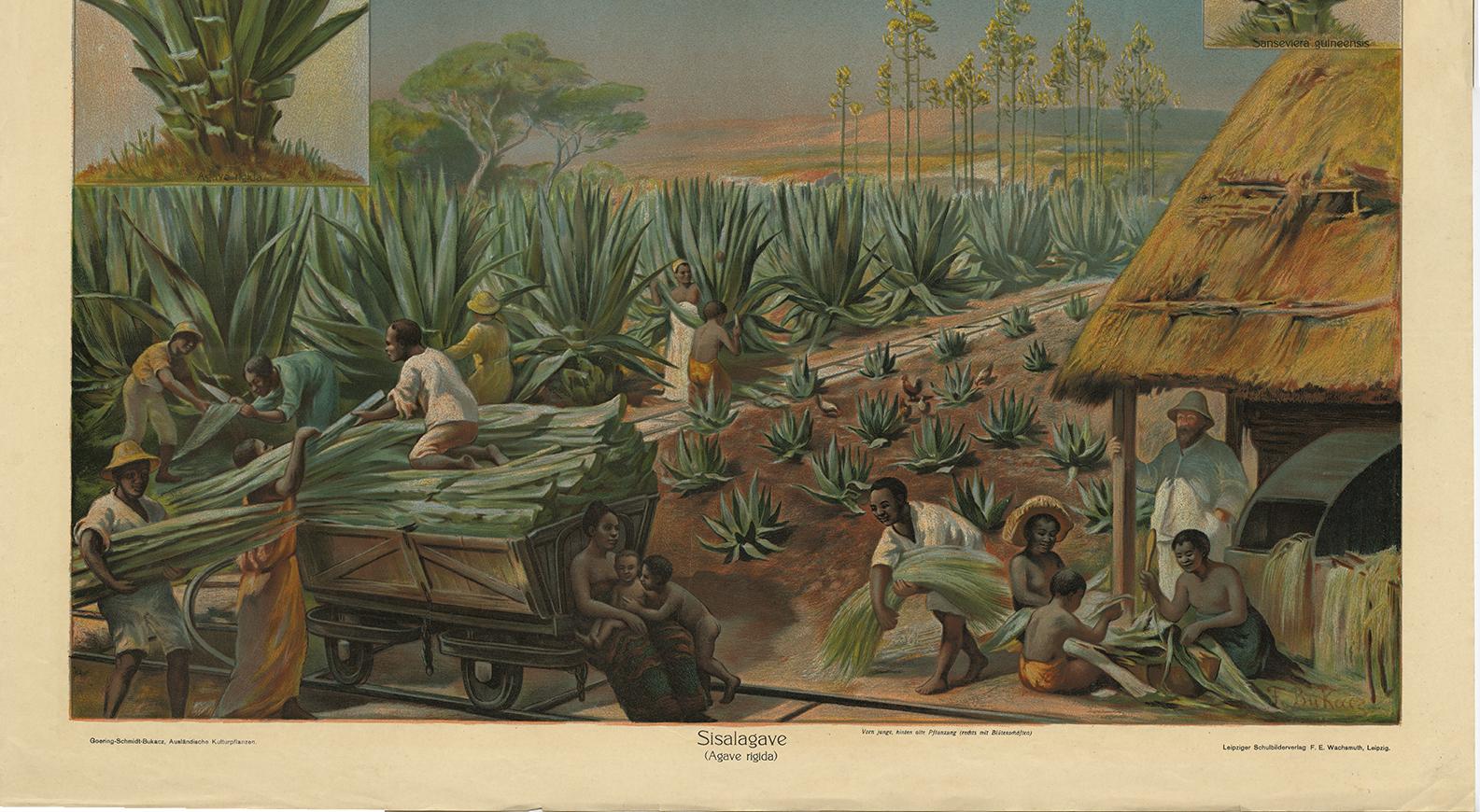 20th Century Antique Print, Schoolplate of a Sisal Agave Production Field by F.E. Wachsmuth For Sale