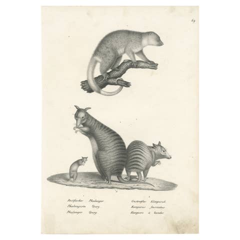 Antique Print Showing the Phalanger and the Striped Kangaroo in Australia, 1825