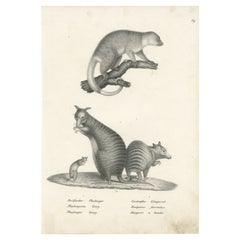 Antique Print Showing the Phalanger and the Striped Kangaroo in Australia, 1825