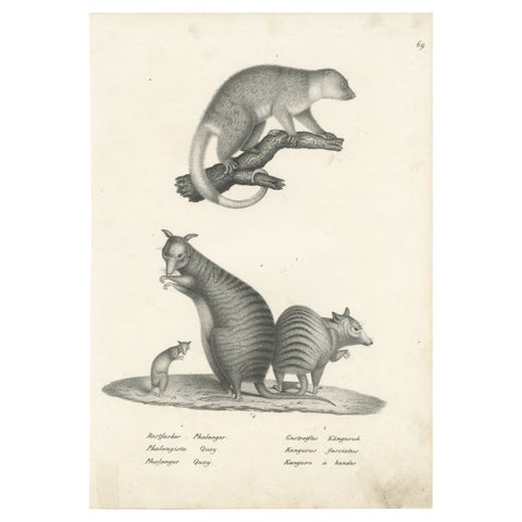 Antique Print Showing the Phalanger and the Striped Kangaroo in Australia, 1825