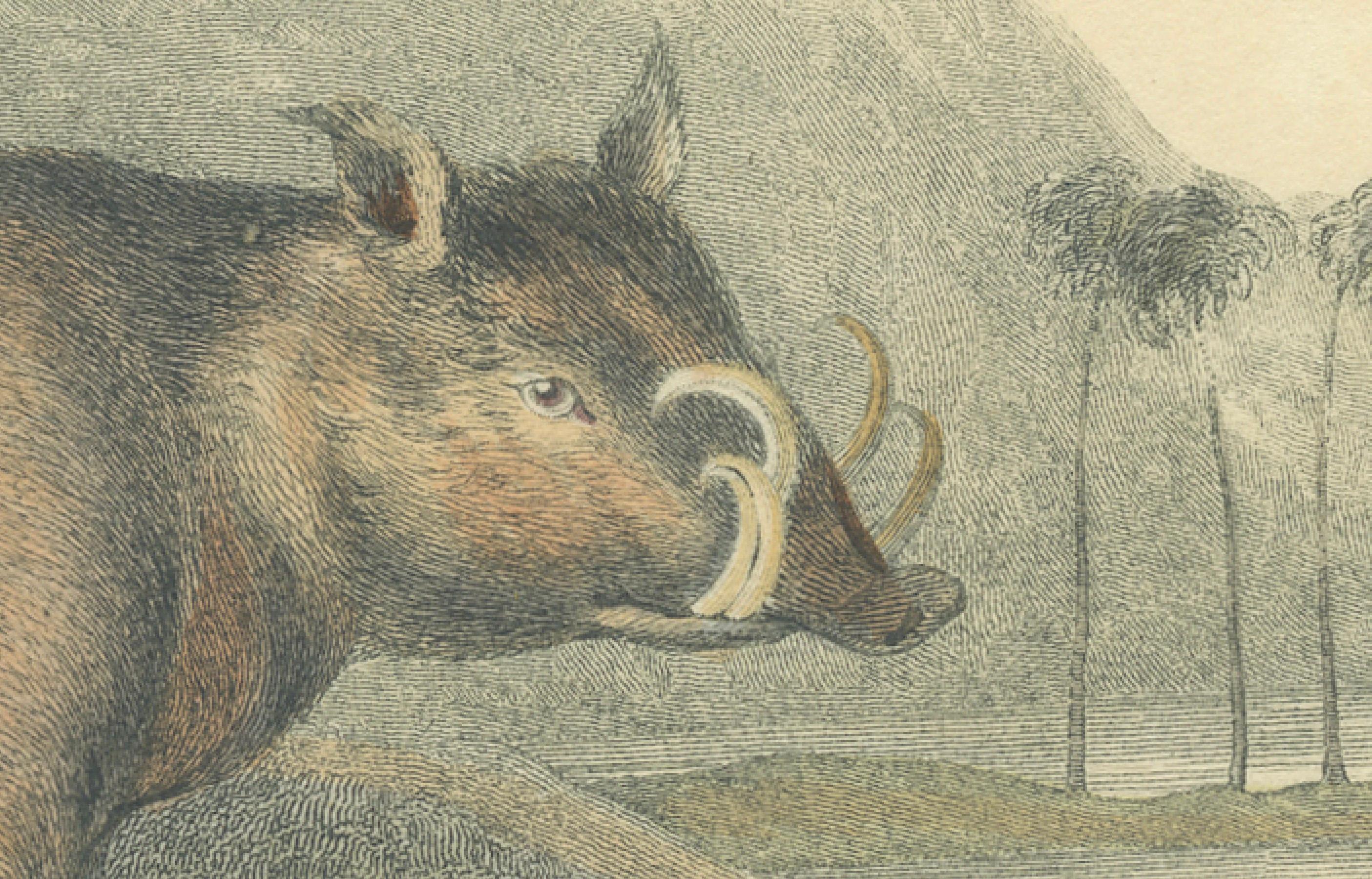 Antique print of a babirusa, titled 'The Babiroussa, Sus Babirussa'.  This print was published by G.B. Whittaker, and the illustration was created by Charles Hamilton Smith, approximately around the year 1826. The babirusa is an unusual member of