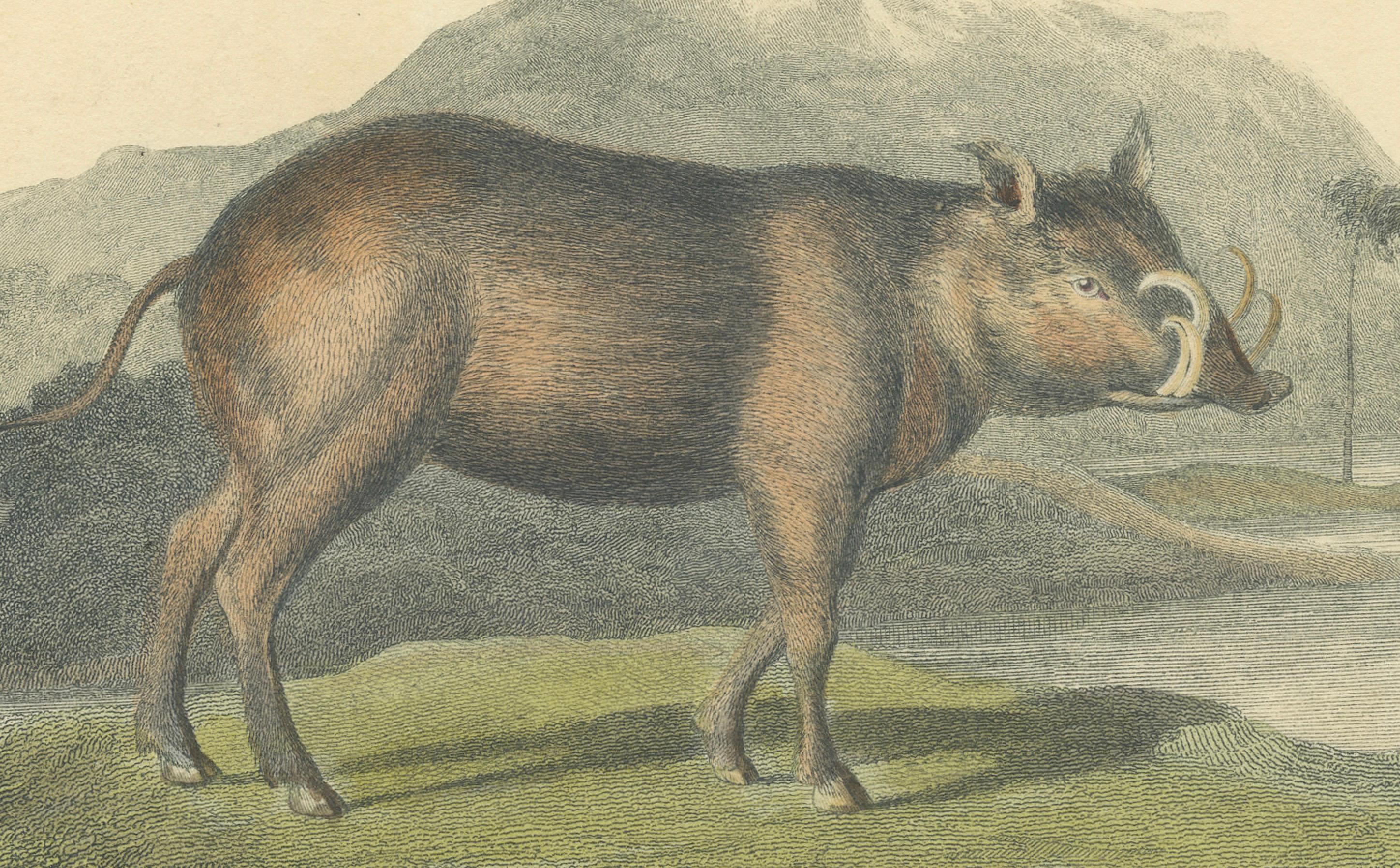 Antique Print with Hand Coloring of a Babirusa In Good Condition For Sale In Langweer, NL