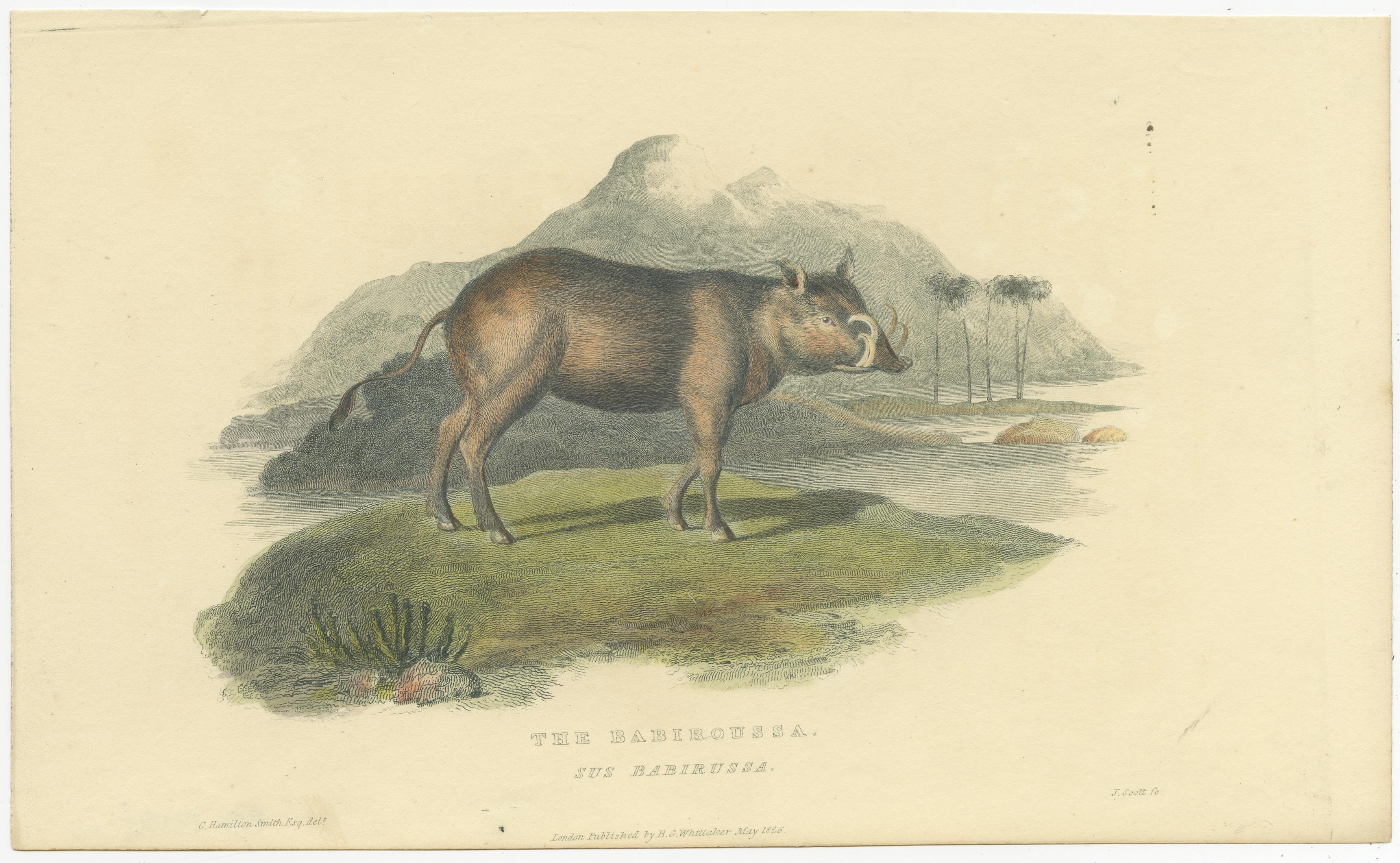 19th Century Antique Print with Hand Coloring of a Babirusa For Sale