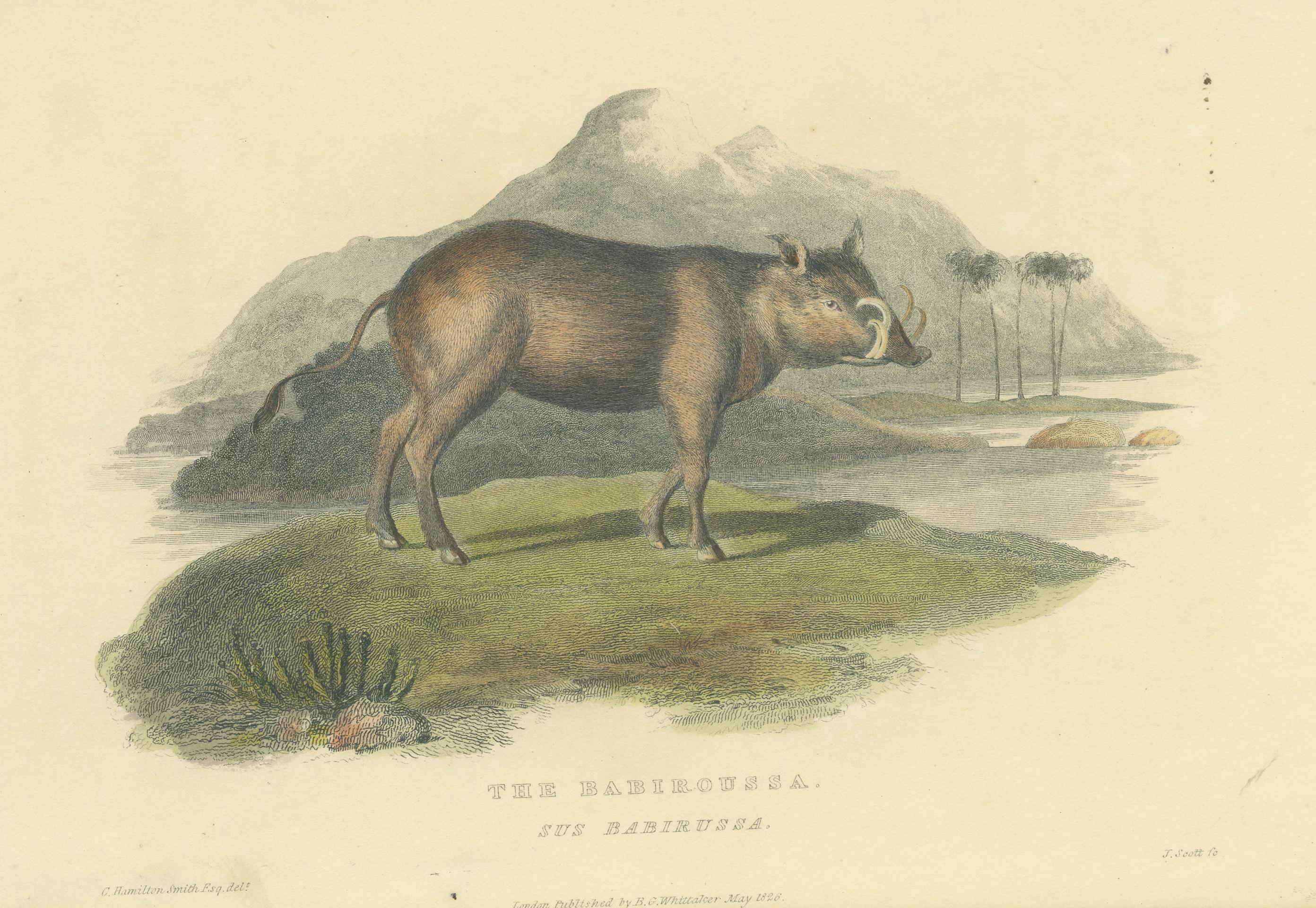 Paper Antique Print with Hand Coloring of a Babirusa For Sale