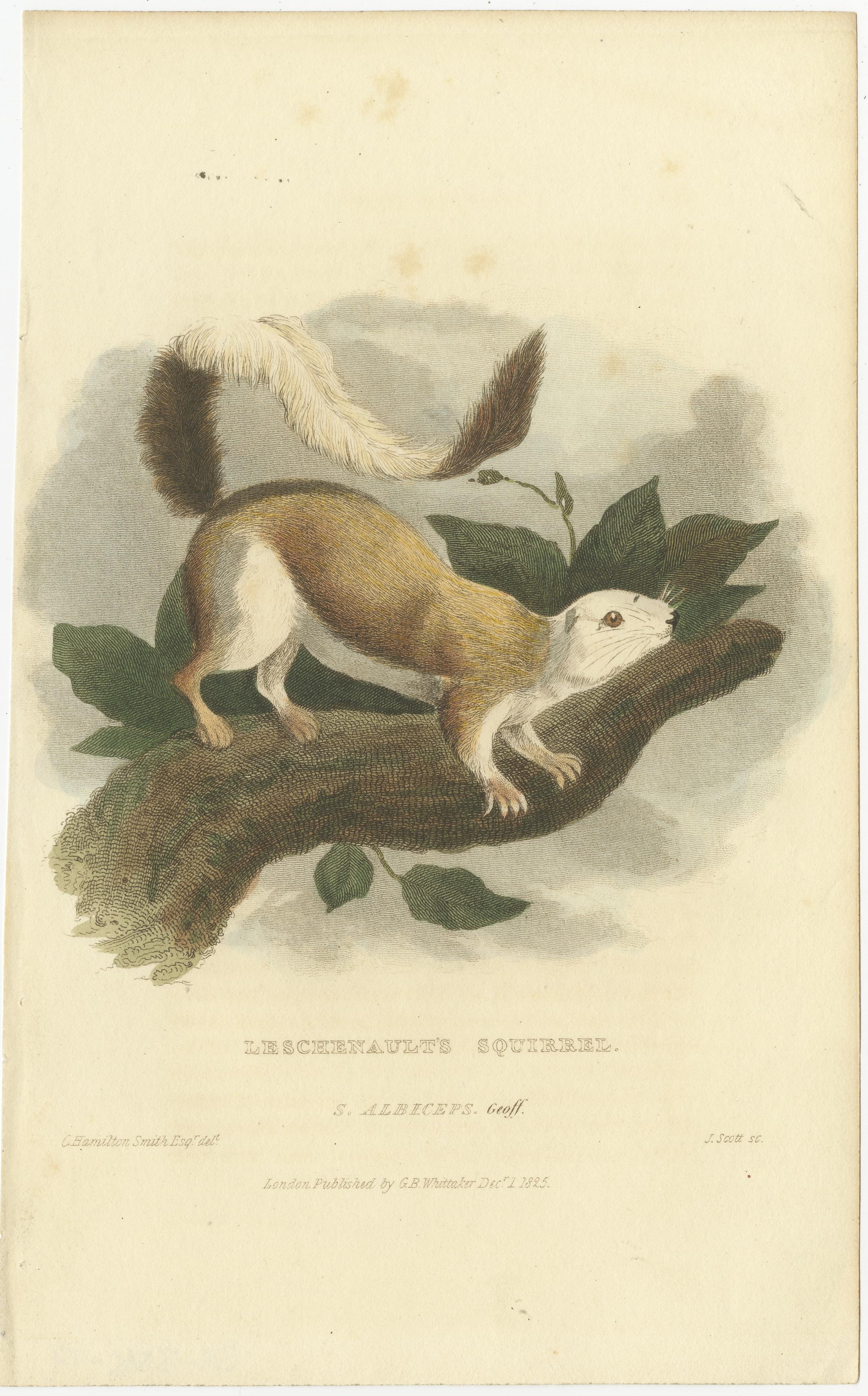 Cette estampe représente l'écureuil de Leschenault, également connu sous le nom de Sciurus albiceps. L'animal illustré n'est en fait pas l'écureuil de Leschenault, mais plutôt l'écureuil géant noir ou écureuil géant malais (Ratufa bicolor), qui est