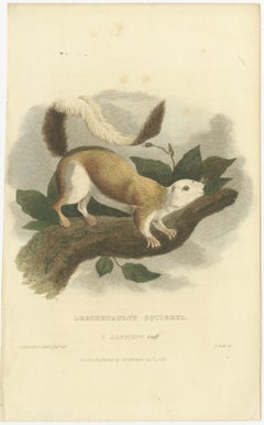 Antique Print with Hand Coloring of a Black Giant Squirrel