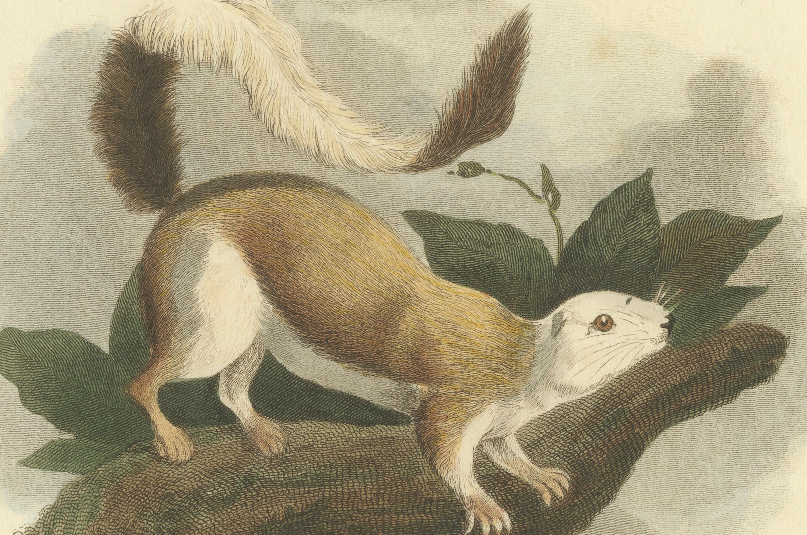 Antique Print with Hand Coloring of a Black Giant Squirrel In Good Condition For Sale In Langweer, NL