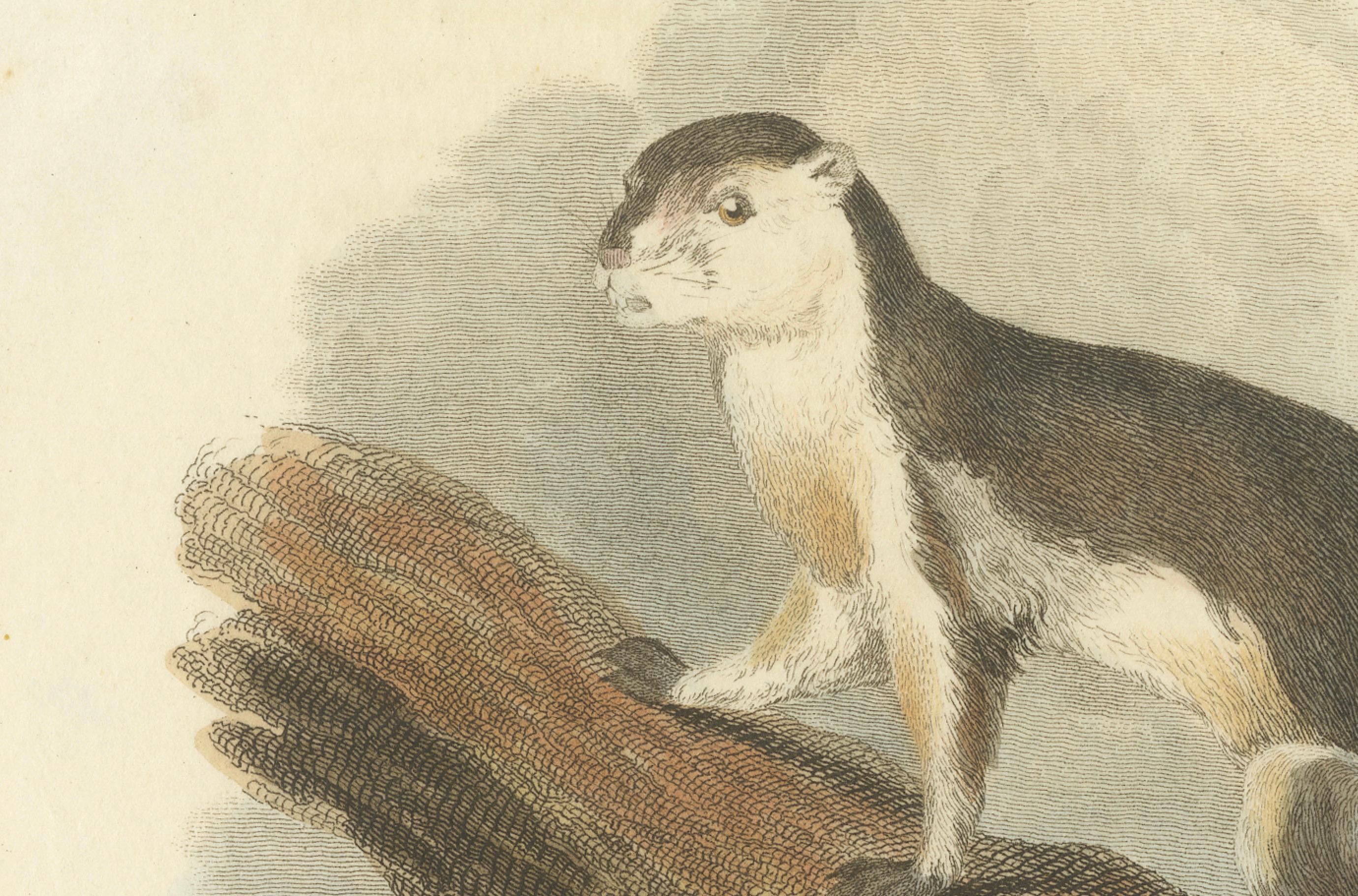 The image depicts an antique print of the black giant squirrel, also known as the Malayan giant squirrel (scientific name: Ratufa bicolor). This print is particularly historical and valuable because it comes from an era when wildlife illustrations