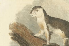 Antique Print with Hand Coloring of a Black Giant Squirrel or Javan Squirrel