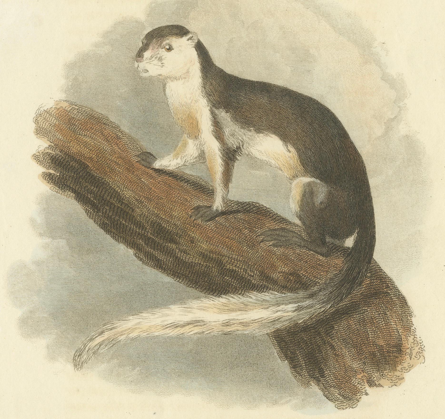 Antique Print with Hand Coloring of a Black Giant Squirrel or Javan Squirrel In Good Condition For Sale In Langweer, NL