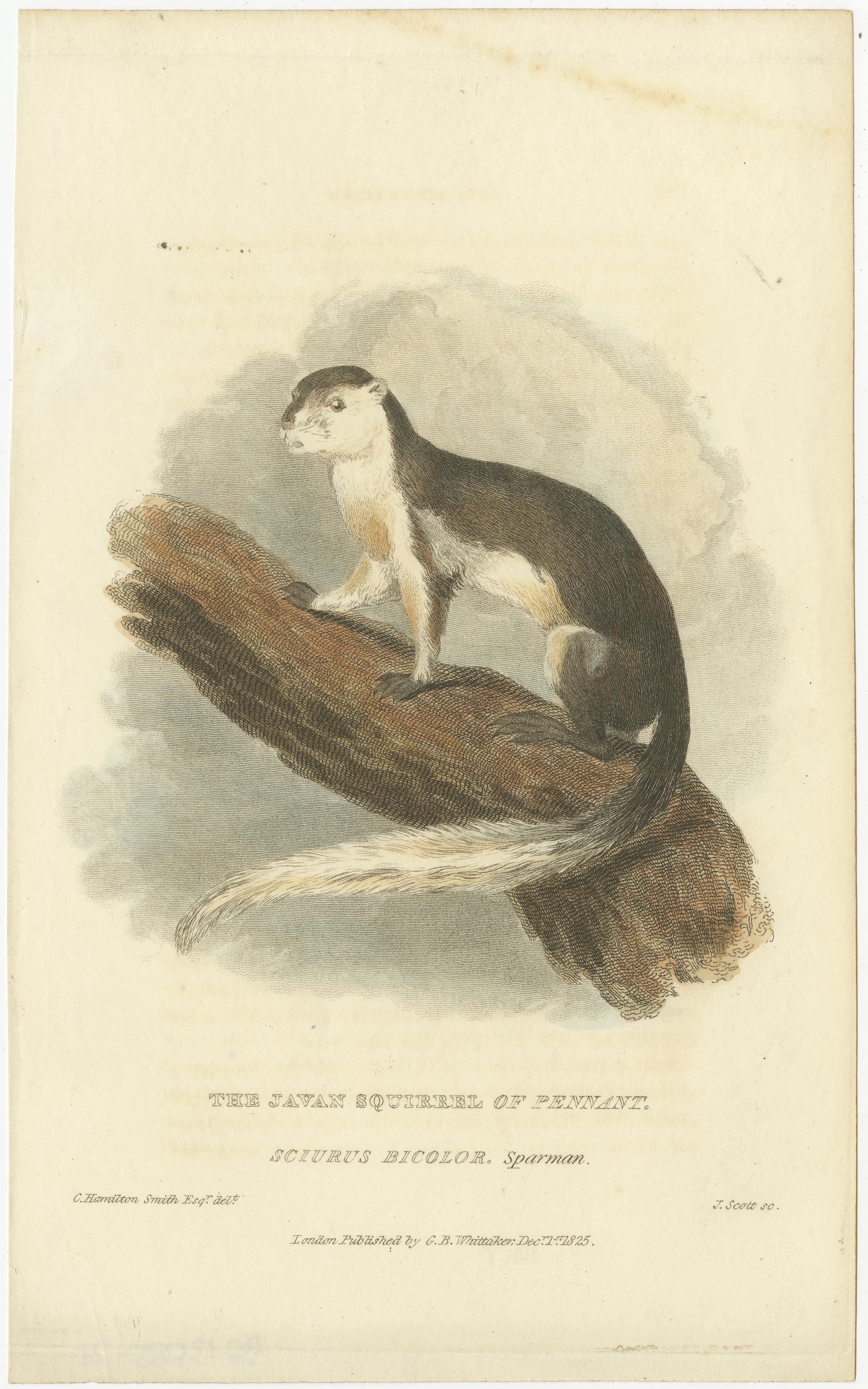 Paper Antique Print with Hand Coloring of a Black Giant Squirrel or Javan Squirrel For Sale