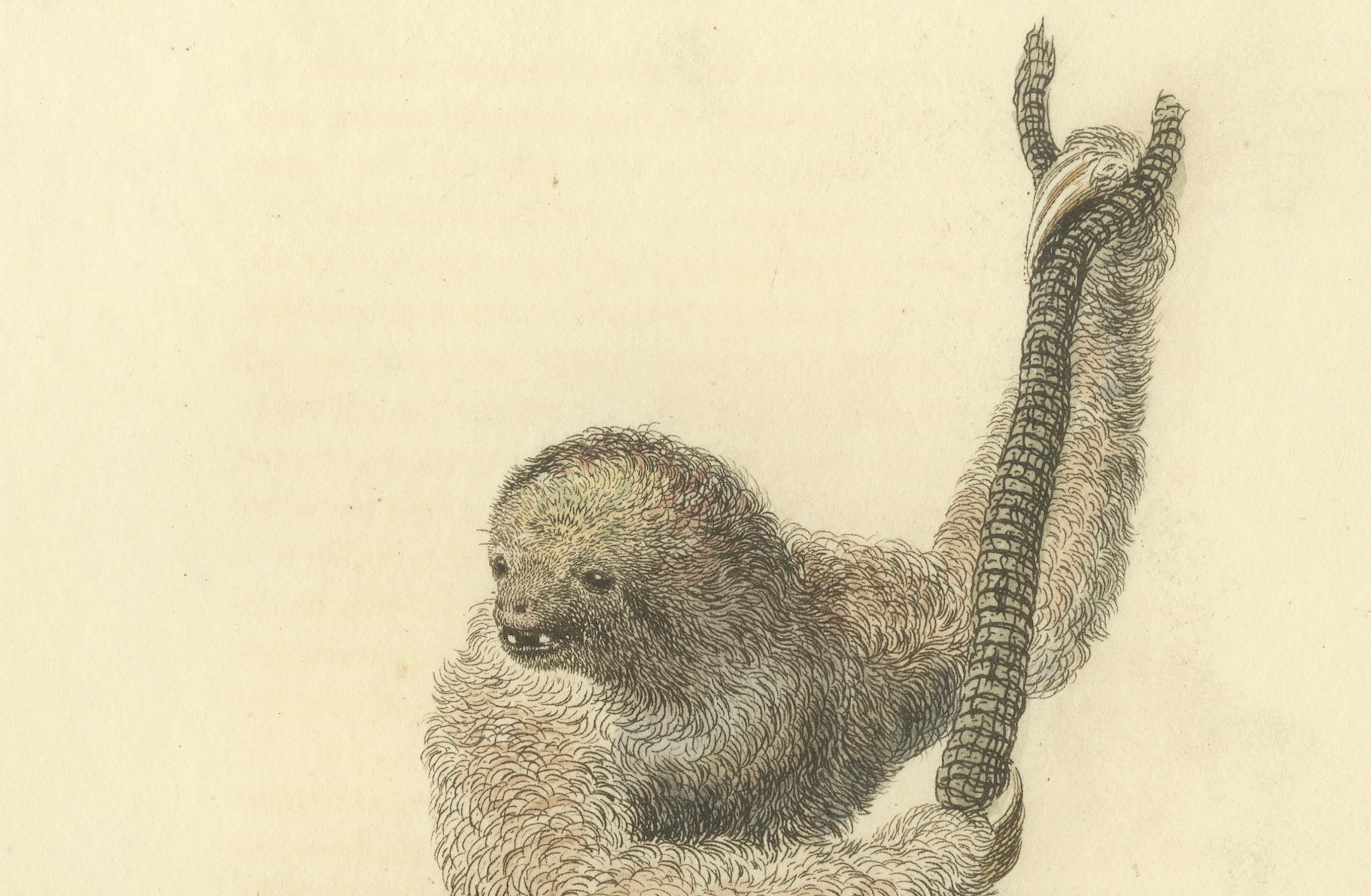 The image  is described as an antique print titled 'Three Toe'd Sloth Var., Bradypus Tridactylus'. This print was published by G.B. Whittaker following an illustration by Charles Hamilton Smith around 1825. It depicts the pale-throated sloth,