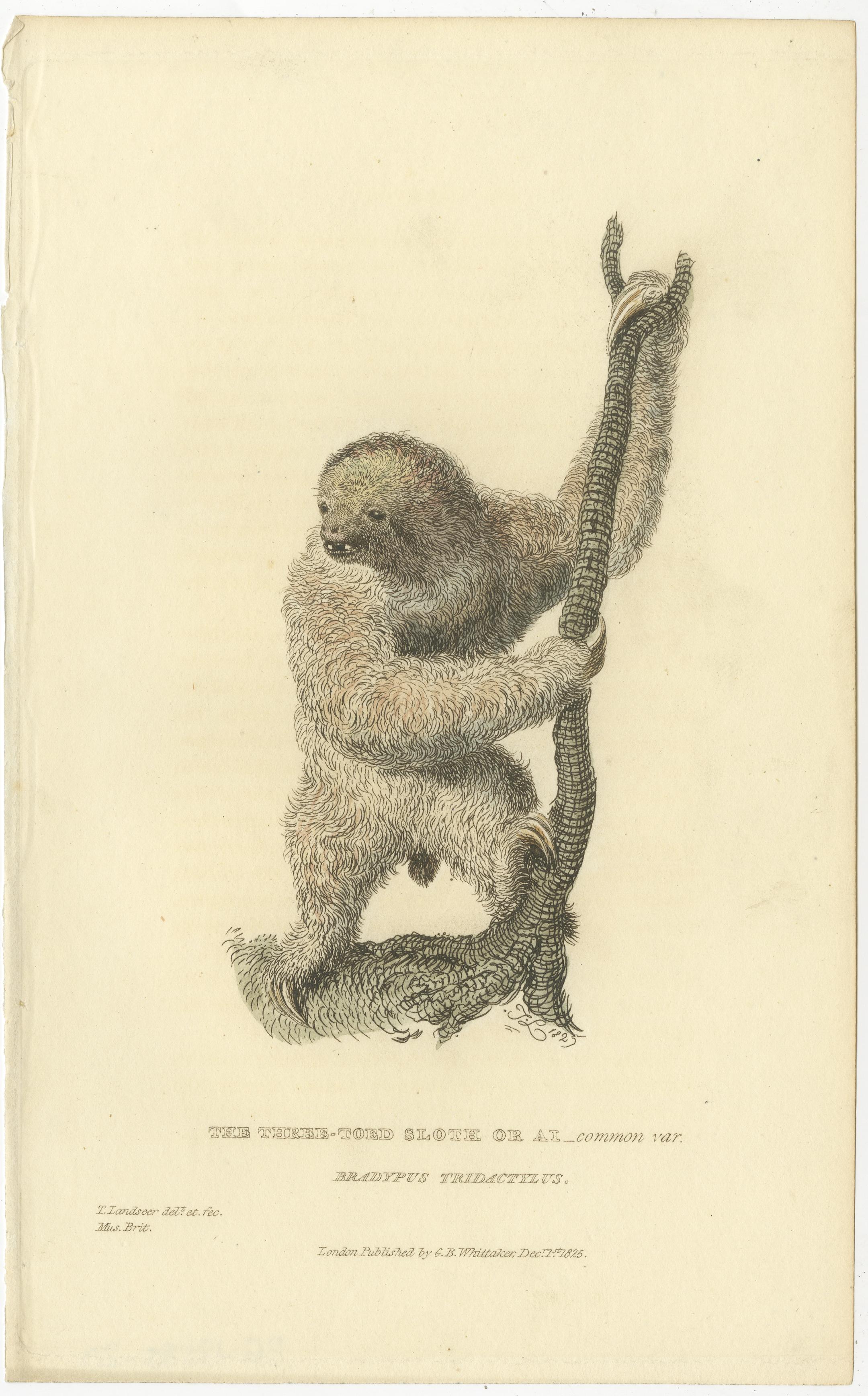 Antique Print with Hand Coloring of a Common Pale-Throated Sloth In Good Condition For Sale In Langweer, NL
